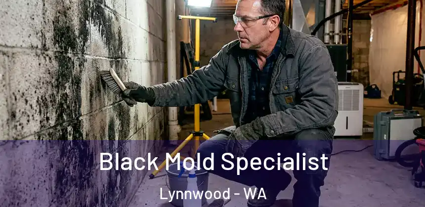Black Mold Specialist Lynnwood - WA
