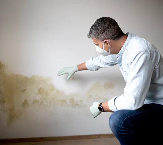 Mold Removal Service in Lynnwood, WA